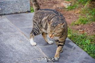 娱乐吃瓜猫咪